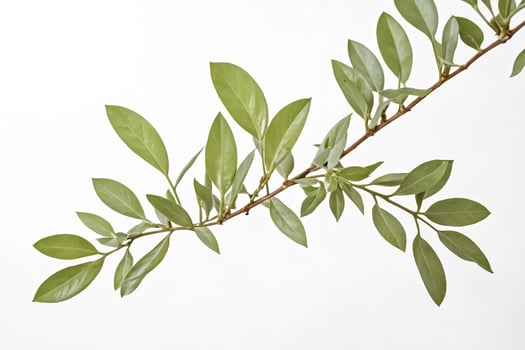 Green Leaves on a White Background photo