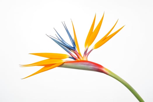 Bird of Paradise Flower Isolated on White Background photo