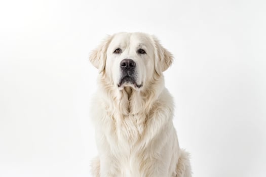 White Dog Sitting and Looking at the Camera photo