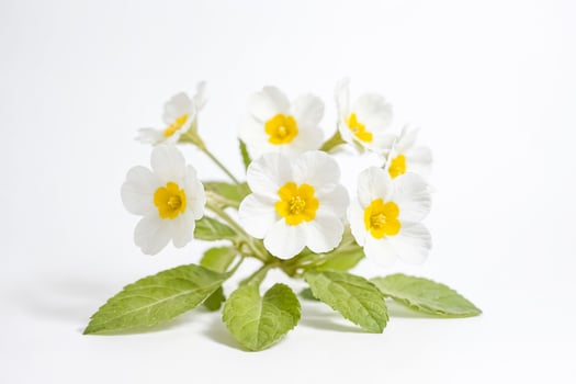 White primroses with yellow centers on a white background photo