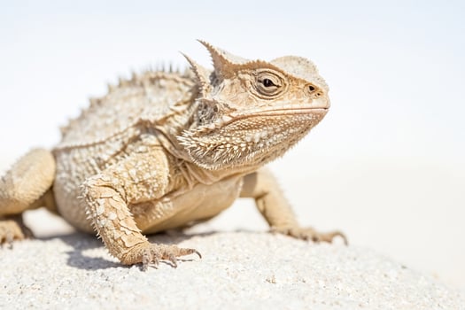 Close-Up of a Desert Horned Lizard photo