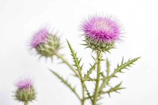 Purple Thistle Flower on White Background photo