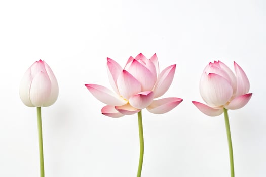 Pink Lotus Flower Buds and Blooms Isolated on White Background photo