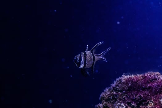 macro fish Pterapogon kauderni Apogonidae photo