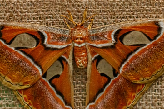 macro beautiful butterfly Attacus lorquin photo