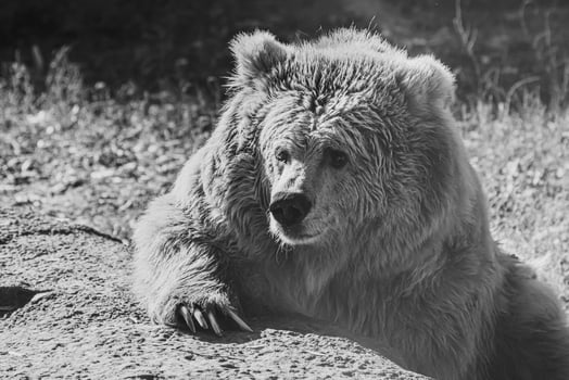 beautiful Tien Shan brown bear photo