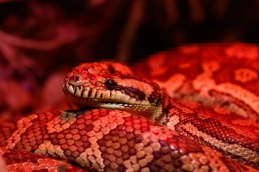 beautiful pair of kites coastal carpet python photo