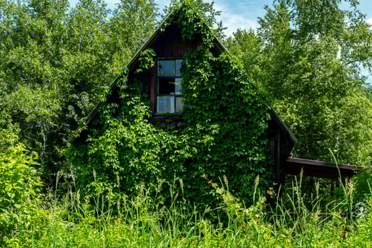 Old country house overgrown with lush foliage. photo