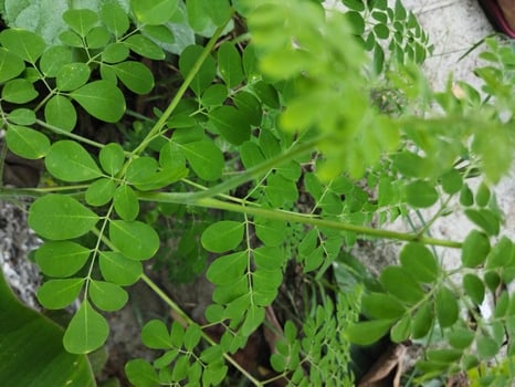 a plant with green leaves growing on the ground photo