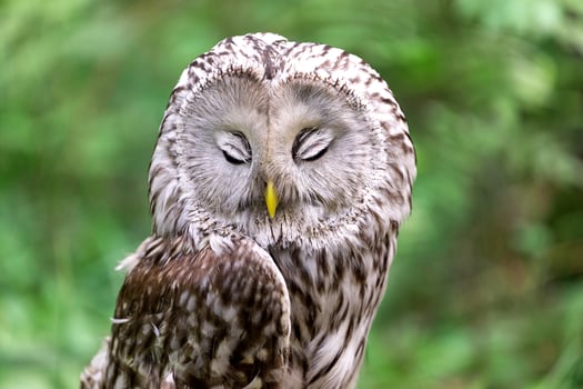 Portrait of sleepy ural owl in summer forest Strix uralensis photo