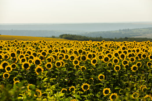 A beautiful field of sunflowers in the sunrise light. Agricultural life in the Republic of Moldova photo