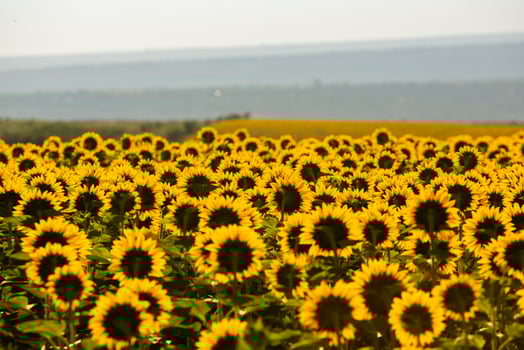 A beautiful field of sunflowers in the sunrise light. Agricultural life in the Republic of Moldova photo