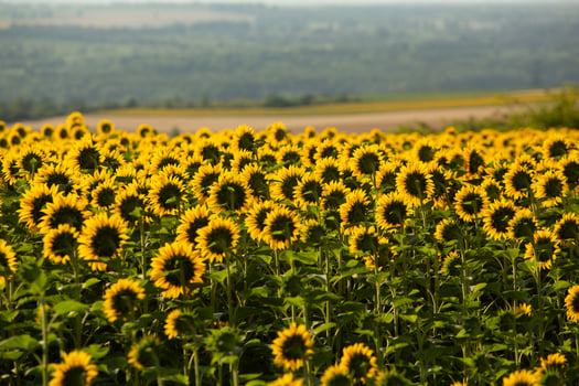 A beautiful field of sunflowers in the sunrise light. Agricultural life in the Republic of Moldova photo