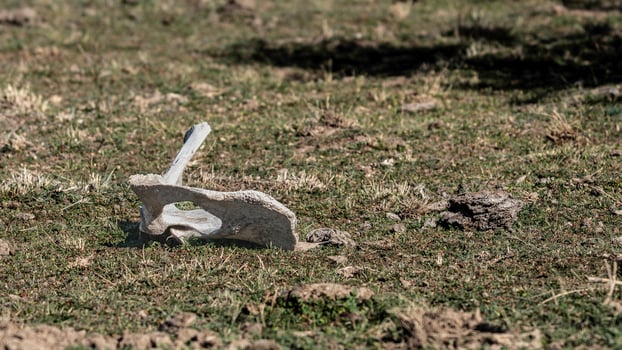cow bone in the pampas photo