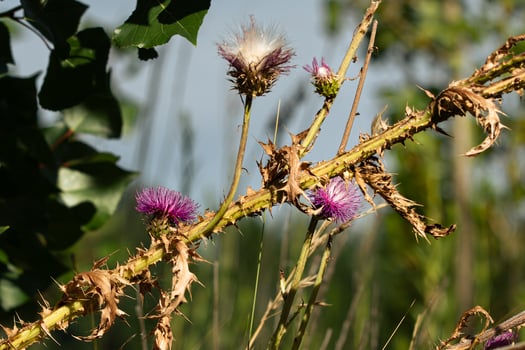 thistle flowers in the field photo