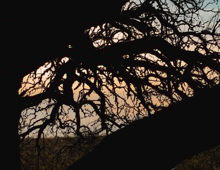 sunset through calden branches photo
