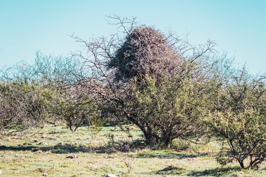calden and a big parrot nest. photo
