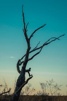 a dry patagonian tree photo