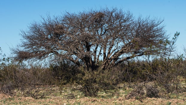 great calden in the patagonian wilderness photo