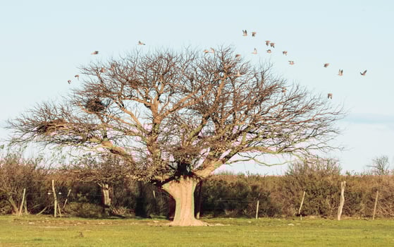 the calden and its birds of passage photo
