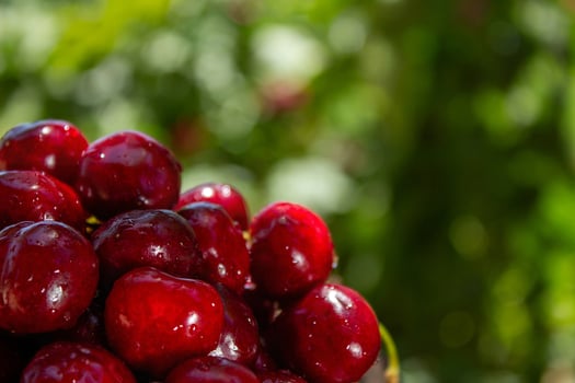A bunch of red cherries are sitting on a green background. The cherries are wet and shiny, and they are arranged in a pile. Concept of freshness and abundance, as the cherries are ripe photo