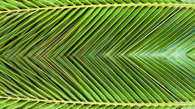 A close-up of the texture on a green coconut leaves. The intricate details and natural patterns of the surface are clearly visible, photo