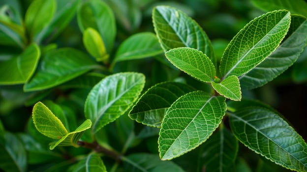 Green leaves as a background, the beauty of flora photo