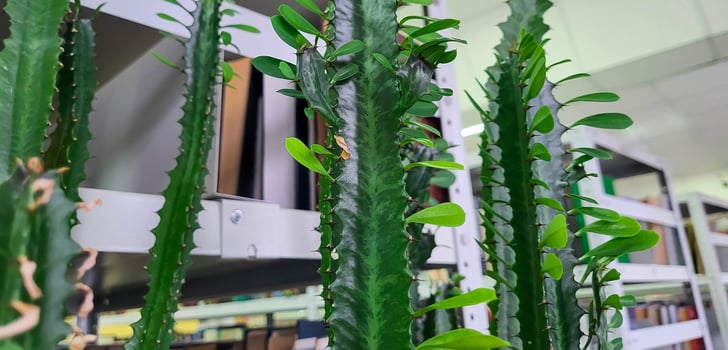 In the library room a long green cactus is a houseplant photo