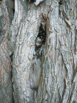 Vertical old dried tree hole nest photo