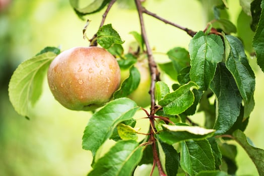 juicy apple on tree, organic fruit on plantation photo