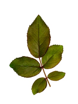 Close up leaves of damask rose plant on white background. photo