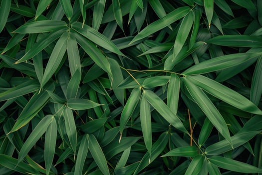 Dense bamboo foliage creating a vibrant green backdrop photo