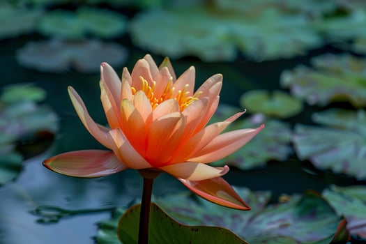 Peach colored water lily blooming in a pond surrounded by lily pads photo