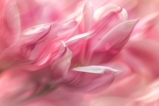 Delicate pink tulip flower head creating romantic background photo