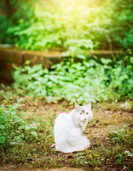 Portrait of a cute white cat in the yard looking at the camera photo