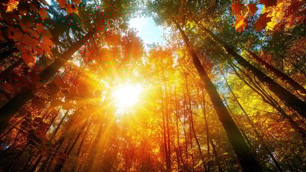Golden Glow Autumn Foliage Shines in Sunlights Warm Embrace photo