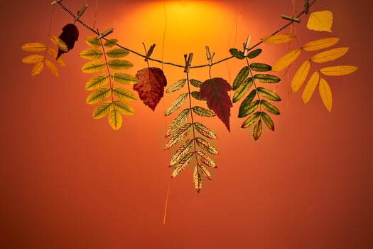 Bright orange autumn background with a garland of dry leaves with space for text. photo