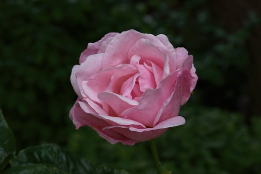 Rose Queen Elisabeth photo