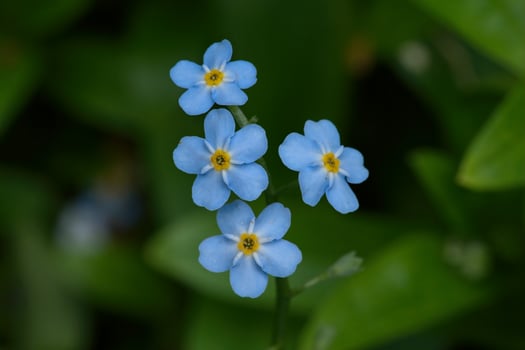Siberian bugloss or Heartleaf flowers photo