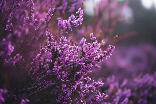 Lush purple heather flowers in a dreamy, soft-focus natural setting photo