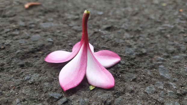 pink frangipani flowers lying on the ground, photo