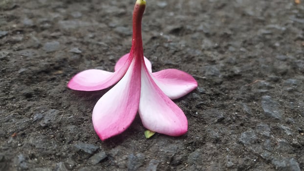 Pink frangipani flowers have a charming charm and very beautiful colors photo