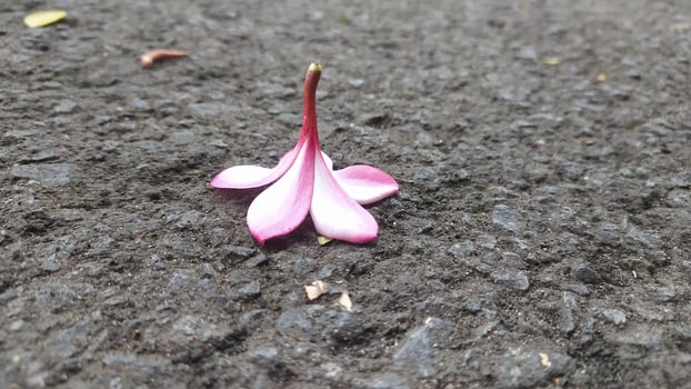 The pink frangipani flowers lying on the ground still look very fresh and have a charming and beautiful color that is eternal photo
