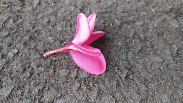 Pink frangipani flowers have a charming charm and very beautiful colors photo