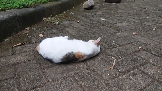a white cat was lazy and fell asleep in the middle of the road photo