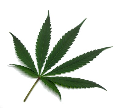 Green cannabis leaves with beautiful pattern in order or set marijuana leaf on isolated white background 2024. photo