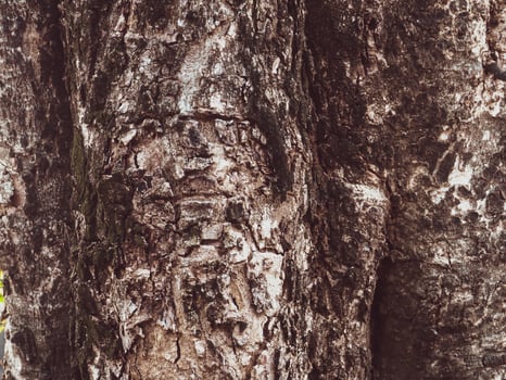 Brown mature tree texture for nature background photo