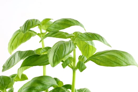 basil leaves grow in a flower pot photo