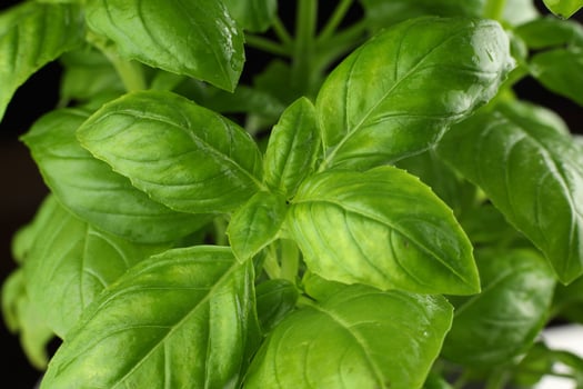 basil fresh on a black background. basil plant close-up. basil leaves on the bush photo