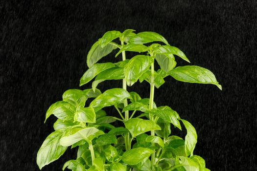 basil fresh on a black background. basil plant close-up. basil leaves on the bush photo
